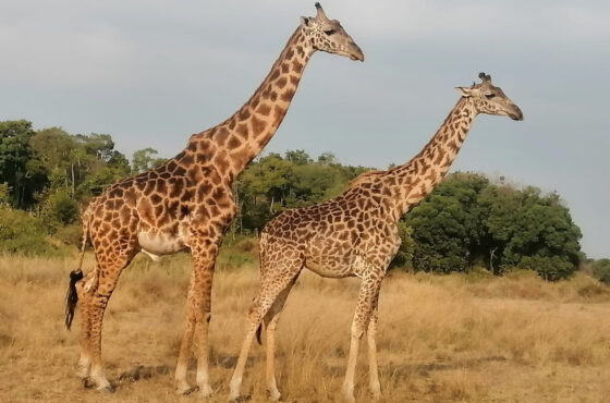 4 Days Bush Game Drive Holiday Package