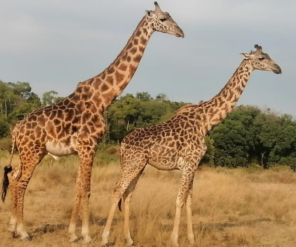 4 Days Bush Game Drive Holiday Package