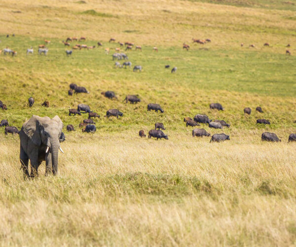 3 Days Samburu Lodge Safari