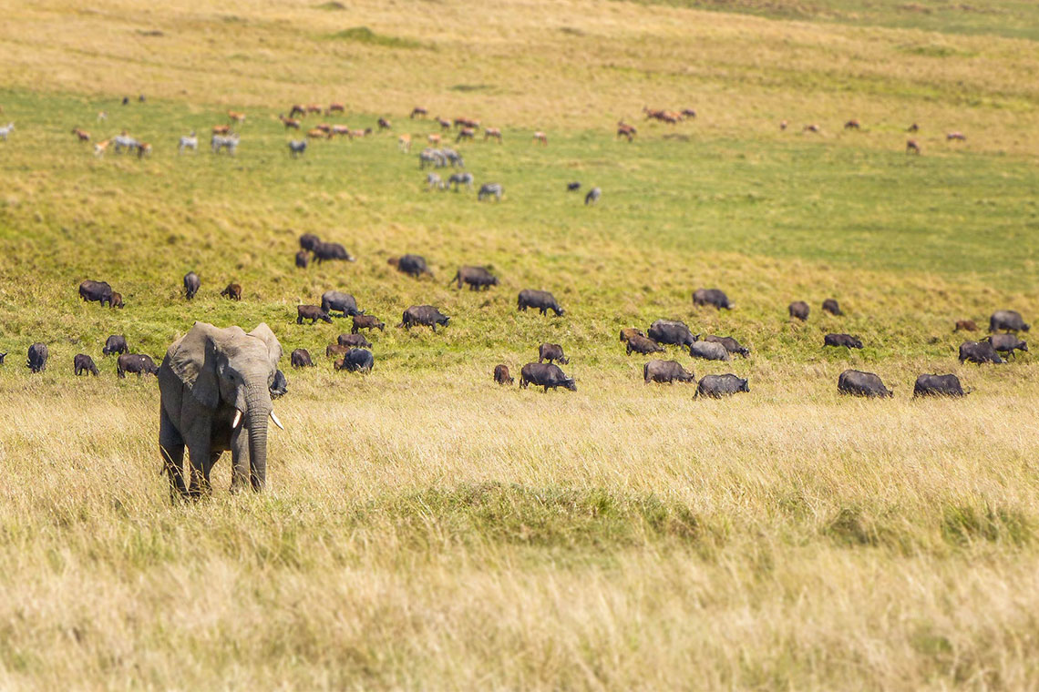 5 Days Momentous Game Drive at Maasai Mara to LakeNaivasha Luxurious Tour