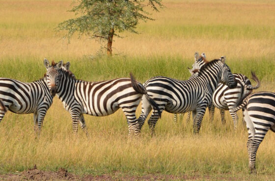 6 Days Masai Mara, Lake Nakuru, Bogoria & Lake Baringo Budget Safari