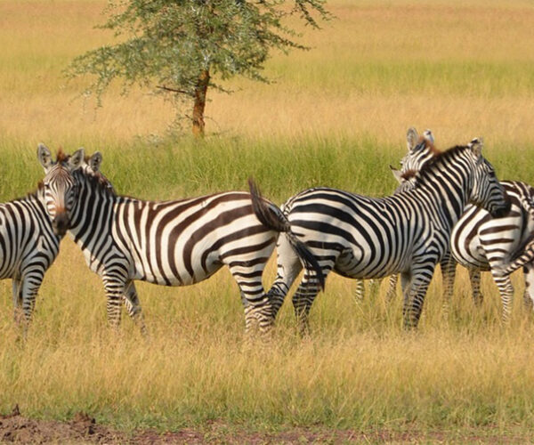 6 Days Masai Mara, Lake Nakuru, Bogoria & Lake Baringo Budget Safari