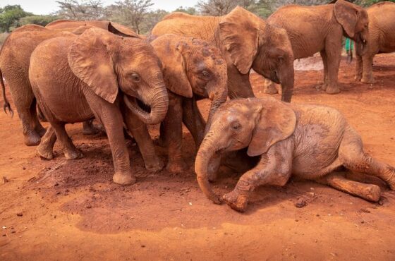5 Days Masai Mara / Lake Nakuru Camping