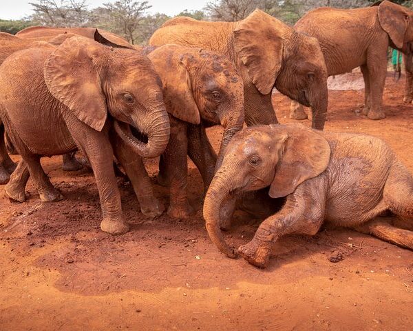 5 Days Masai Mara / Lake Nakuru Camping