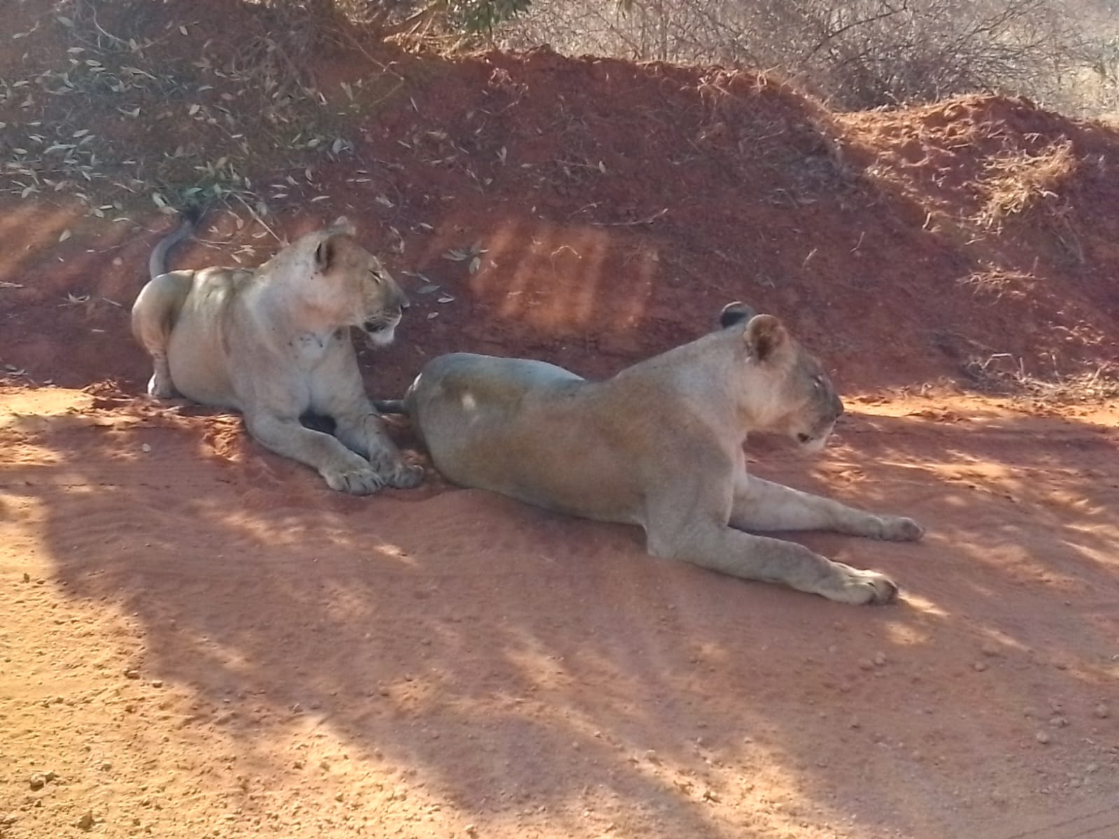 5 Days Momentous Game Drive at Maasai Mara to LakeNaivasha Luxurious Tour