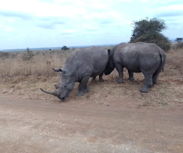 4 Days Masai Mara / Lake Nakuru Camping Safari