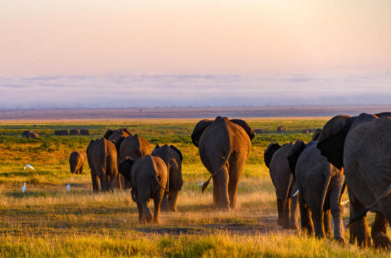 2 Days Mombasa ,Tsavo East Safari