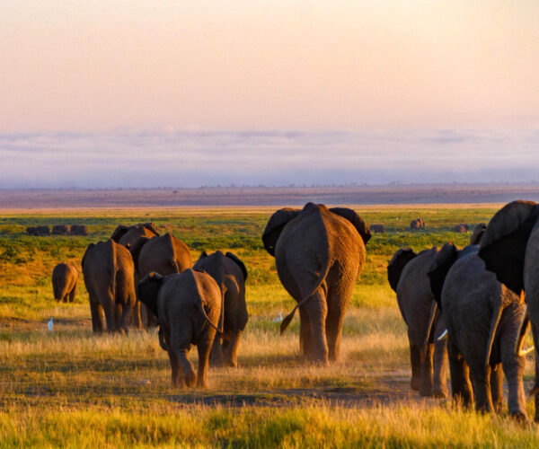 2 Days Mombasa ,Tsavo East Safari