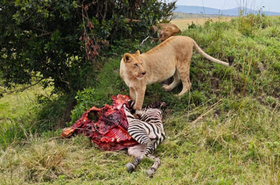 2 Day  Fly-In-Safari To The Great Masai Mara